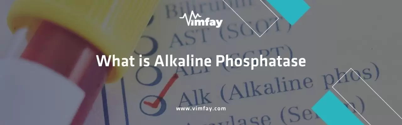 What Is Alkaline Phosphatase
