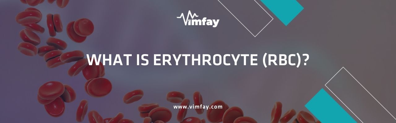 What Is Erythrocyte (Rbc)