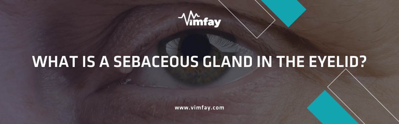 What Is A Sebaceous Gland In The Eyelid