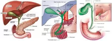 Hepato-Pancreato-Biliary Surgery, Hpb System Surgery 2023 14 Images 1 3