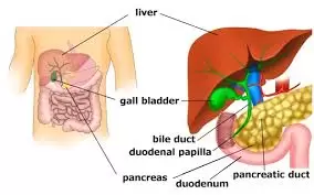 Hepato-Pancreato-Biliary Surgery, Hpb System Surgery 2023 12 Images 3