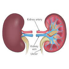 Kidney Transplant 20 Indir 1 3