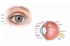 Optic Atrophy Treatment Prices In Turkey 2023 2 Indir 3