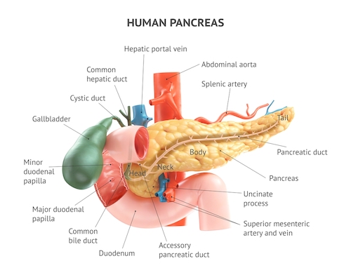 Hepato-Pancreato-Biliary Surgery, Hpb System Surgery 2023 6 Pancreas Role And Function Why The Pancreas Is Important 1