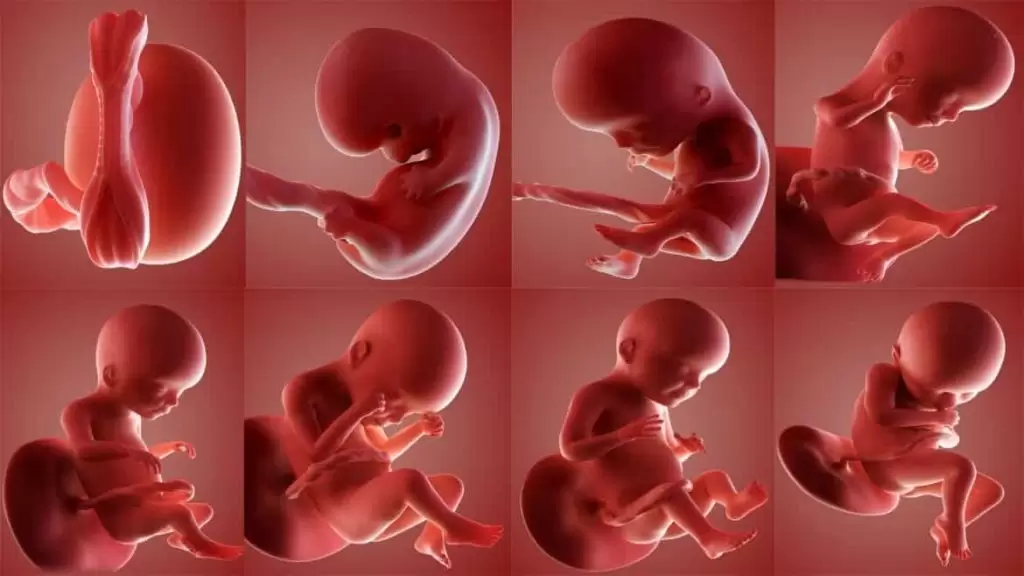 كيف يتم إجراء حساب الحمل؟ 13 كيفية حساب عمر الجنين