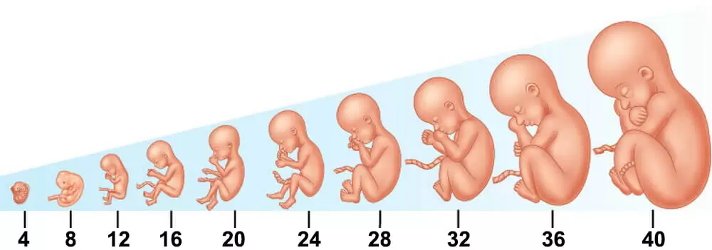 كيف يتم إجراء حساب الحمل؟ 9 Fetus 1