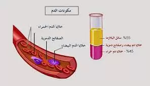 ما هو علاج فصل مكونات الدم, ما هو علاج فصل مكونات الدم 7 Indir 5